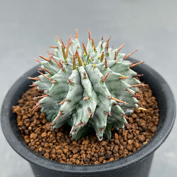 園芸ネット本店｜ユーフォルビア：ホリダ（実生） 3号鉢植え（直径8cm