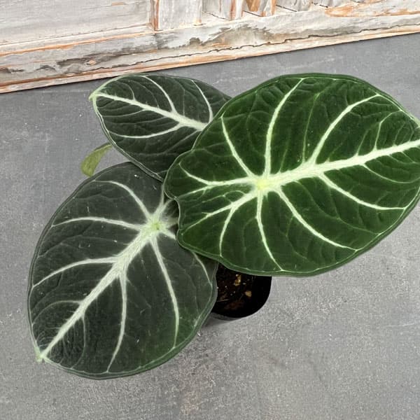 園芸ネット本店｜[26年3月中下旬予約]アロカシア：ニンジャ 3.5号