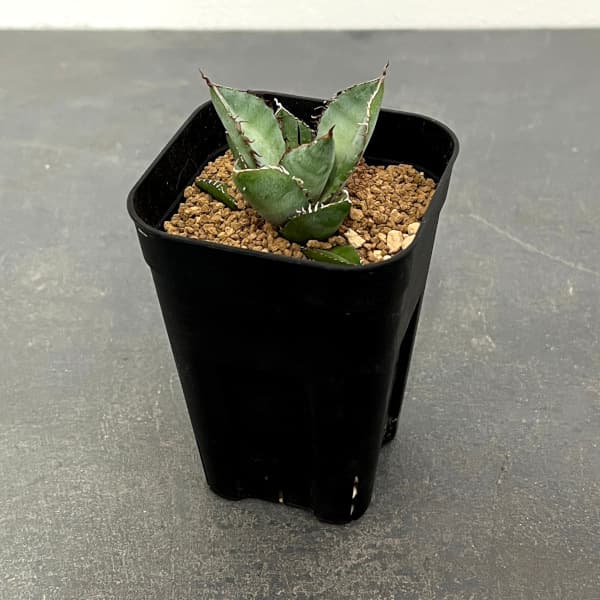 園芸ネット本店｜アガベ：チタノタ パンダ 3号鉢植え* の通販【公式】