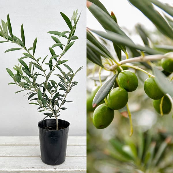 園芸ネット本店｜オリーブ：ペンドリノ3.5号ポット の通販【公式】