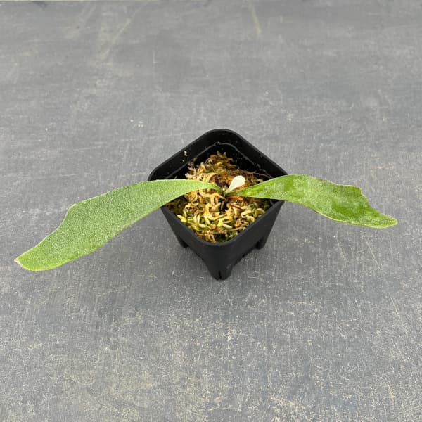 園芸ネット本店｜ビカクシダ（コウモリラン）：ウィリンキードワーフ