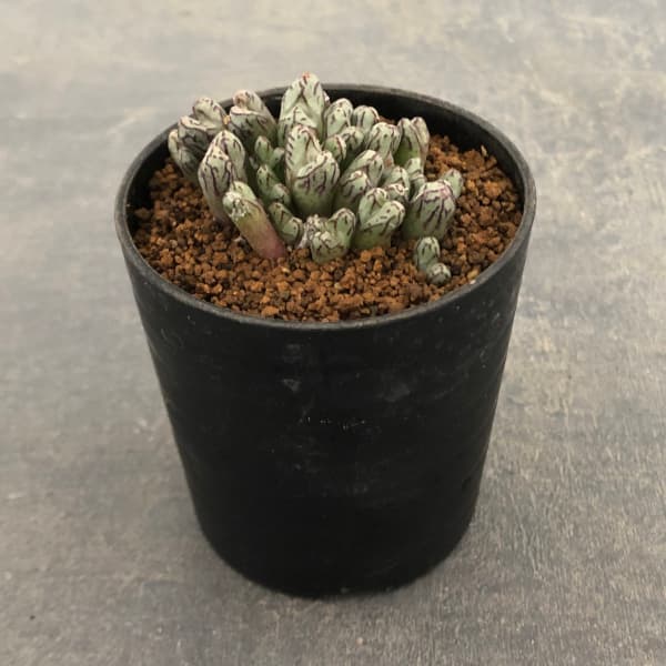 園芸ネット本店｜コノフィツム（原種系）：ルックホフィー（大型） 2号