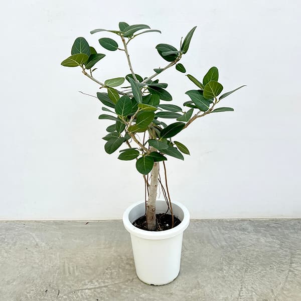 園芸ネット本店｜フィカス：ベンガレンシス 8号鉢植え の通販【公式】