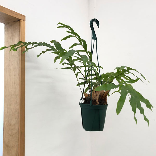 園芸ネット本店｜ドリナリア：クエルシフォリア 5号吊り鉢** の通販