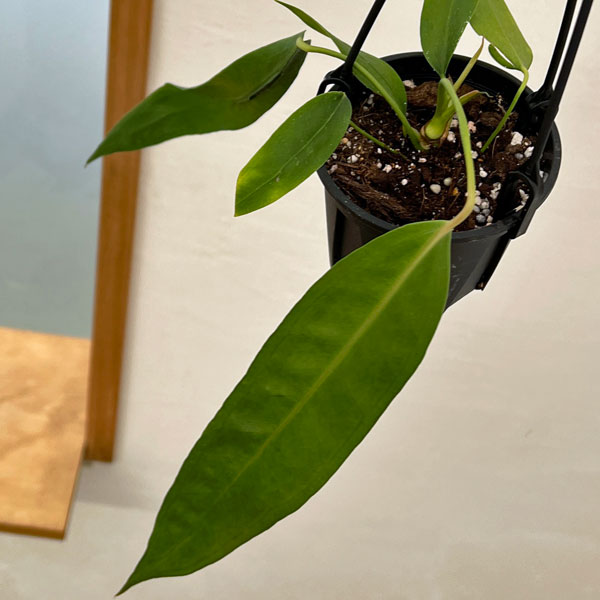 園芸ネット本店｜アンスリウム：ウェンドリンゲリー3.5号吊り鉢 の通販