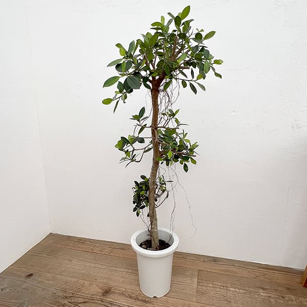 園芸ネット本店｜ガジュマル：センカクガジュマル 7号鉢植え** の通販