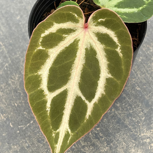 園芸ネット本店｜アンスリウム（原種）：レッドクリスタリナム×ピンク