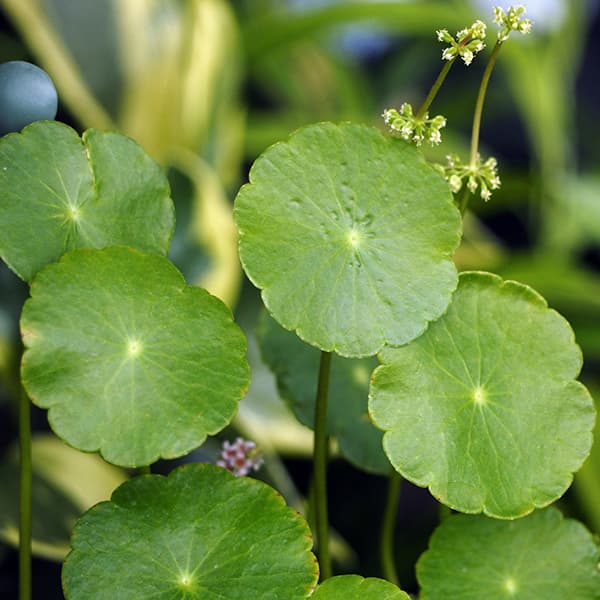 園芸ネット本店｜水生植物(ウォータープランツ)：ウォーター