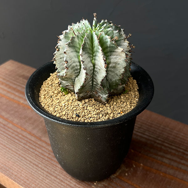 園芸ネット本店｜[ザ・ファームセレクト]ユーフォルビア：ホリダ（実生