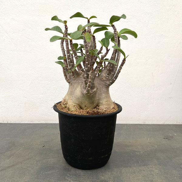 園芸ネット本店｜[ザ・ファームセレクト]アデニウム ：アラビカム