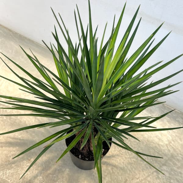 園芸ネット本店｜ユッカ：アロイフォリア（センジュラン）7号鉢植え の