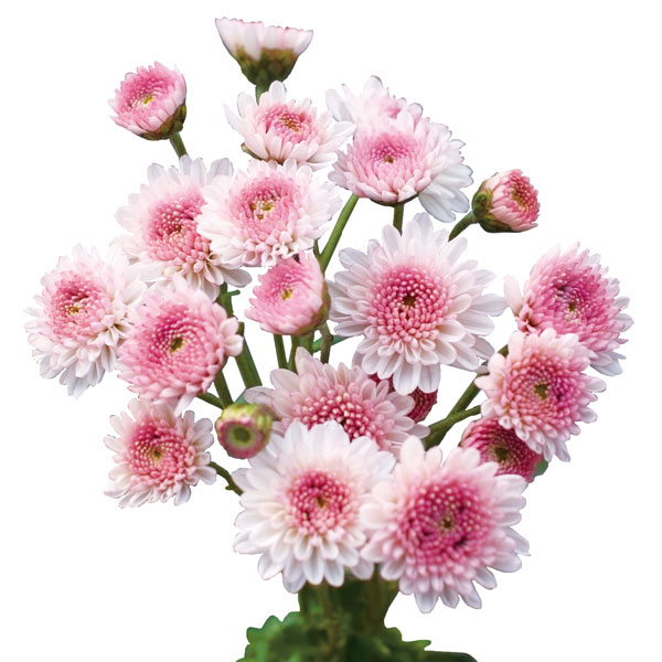 園芸ネット本店｜手間なし菊冬咲き お正月咲き二色八重小菊 乙女桜 4号