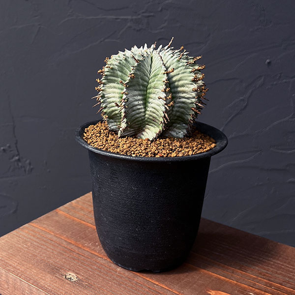 園芸ネット本店｜ユーフォルビア：ホリダ（実生セレクト株） 3.5号