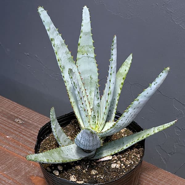 園芸ネット本店｜アロエ：コニフェラ 4号ポット の通販【公式】