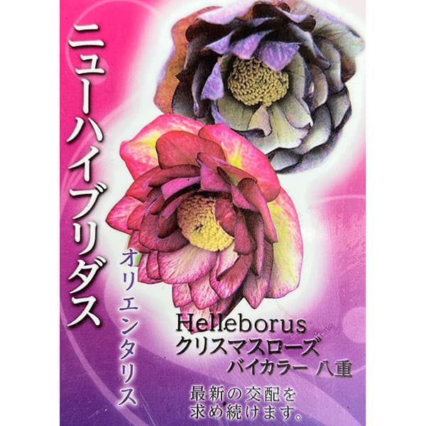園芸ネット本店｜高正園さんのクリスマスローズ：ダブルバイカラー3号