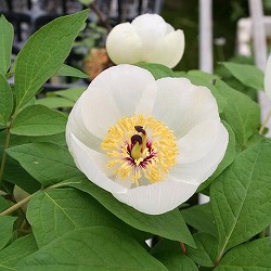 園芸ネット本店｜ヤマシャクヤク（山芍薬） ：炎（紅花）5号ポット の