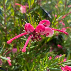 園芸ネット本店｜グレビレア：レッドフックス 7号ポット の通販【公式】