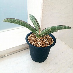 園芸ネット本店｜[ザ・ファームセレクト]サンセベリア：ロリダ斑入 3号