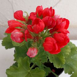 園芸ネット本店｜ゼラニウム：チューリップゼラニウム（オレンジ）3.5