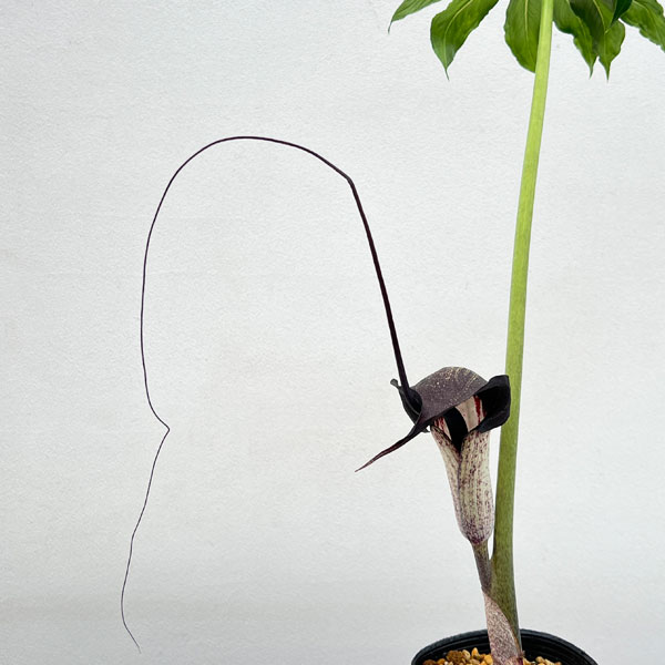 園芸ネット本店｜テンナンショウの仲間：ウラシマソウ（浦島草） 3号