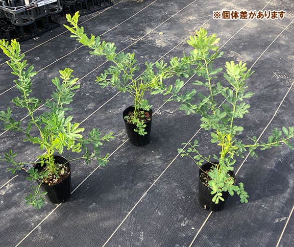 園芸ネット本店｜アカシア：ギンヨウアカシア（ミモザアカシア）3-3.5