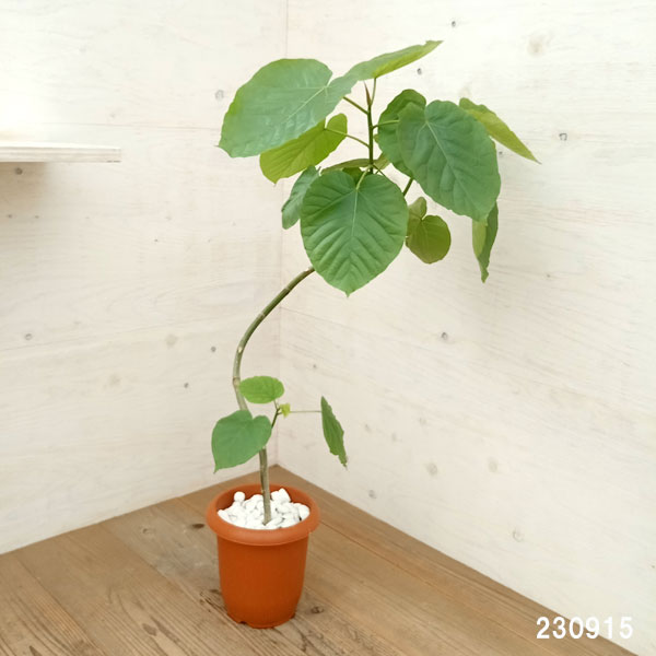 園芸ネット本店｜フィカス：ウンベラータ（曲げ仕立て） 7号鉢植え の