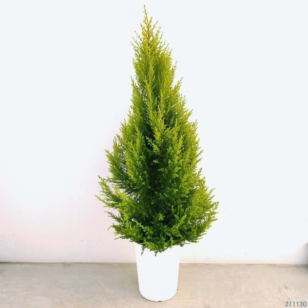 園芸ネット本店｜ゴールドクレスト7号鉢植え の通販【公式】