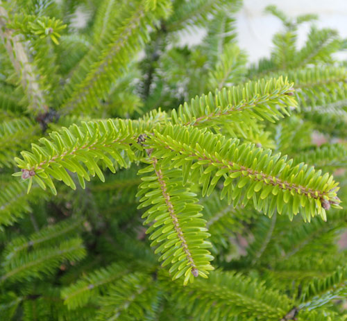 園芸ネット本店｜もみの木（モミノキ）：ウラジロモミ樹高80～90cm根