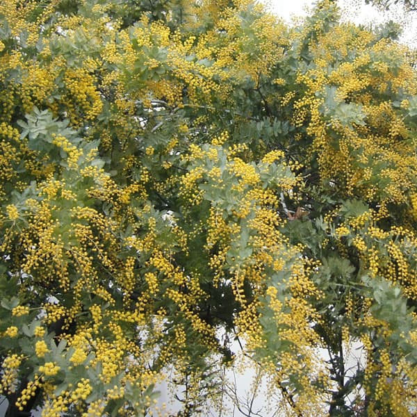 園芸ネット本店｜アカシア：ギンヨウアカシア（ミモザアカシア）3-3.5