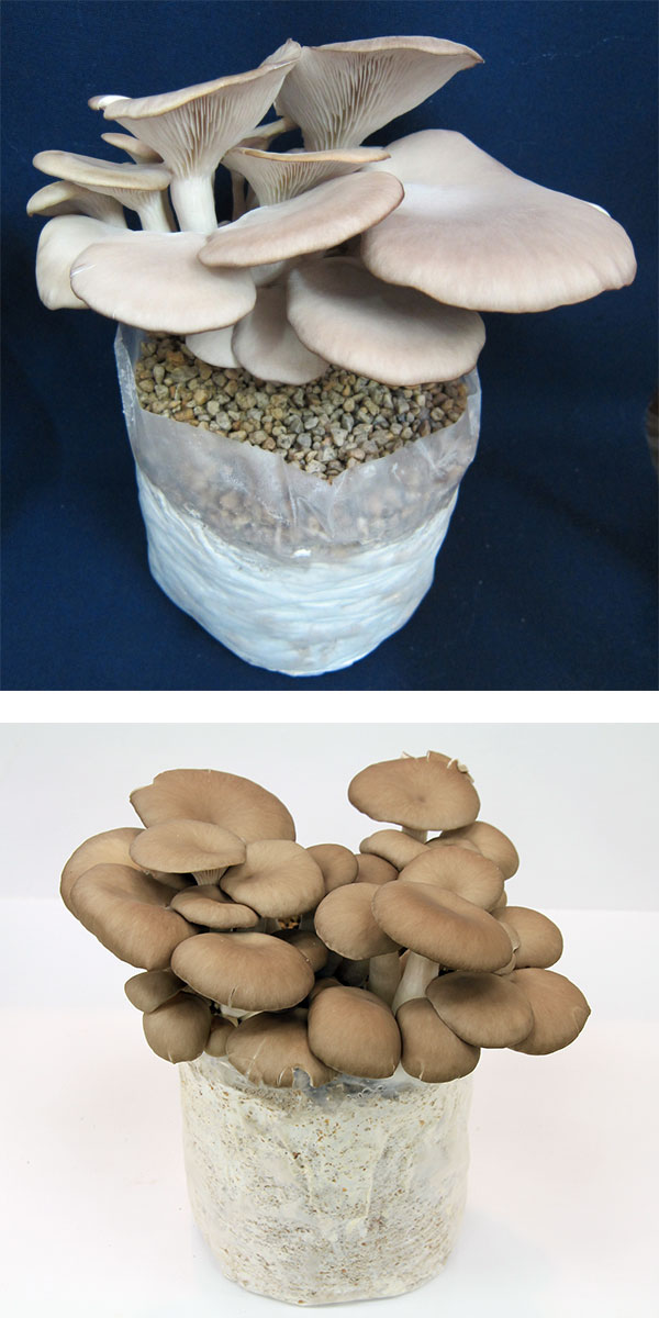 園芸ネット本店｜きのこ栽培2種セット：でるまっしゅ（なめこ・ひら