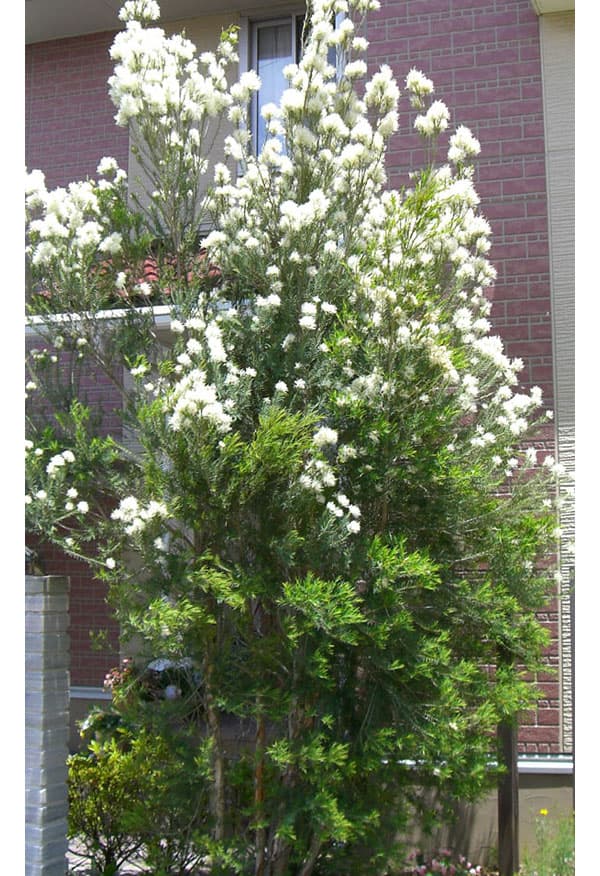 園芸ネット本店｜メラレウカ：スノーインサマー5号鉢植え の通販【公式】