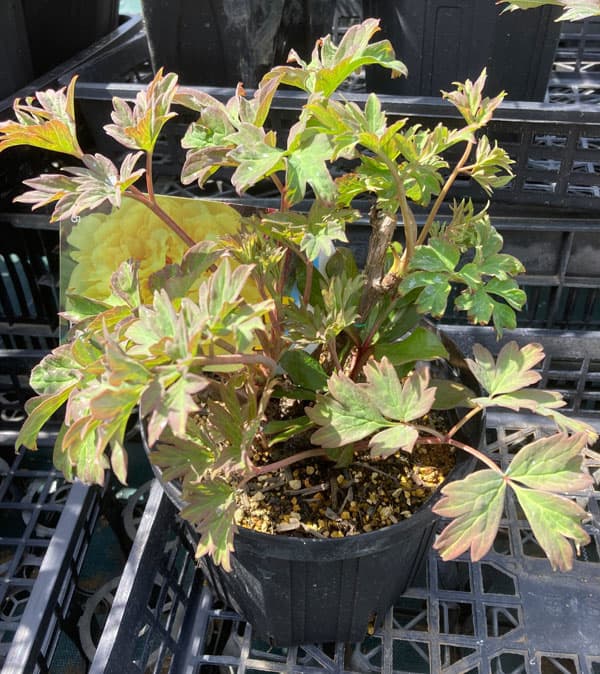 園芸ネット本店｜×牡丹（ぼたん）：金晃（きんこう）2～3年生苗6号