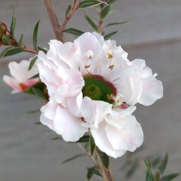 園芸ネット本店｜ギョリュウバイ：白花八重4号ポット の通販【公式】