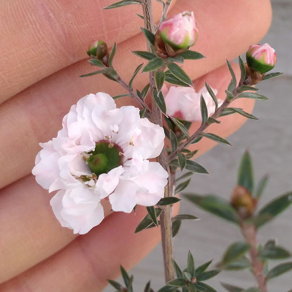 園芸ネット本店｜ギョリュウバイ：白花八重5号ポット の通販【公式】