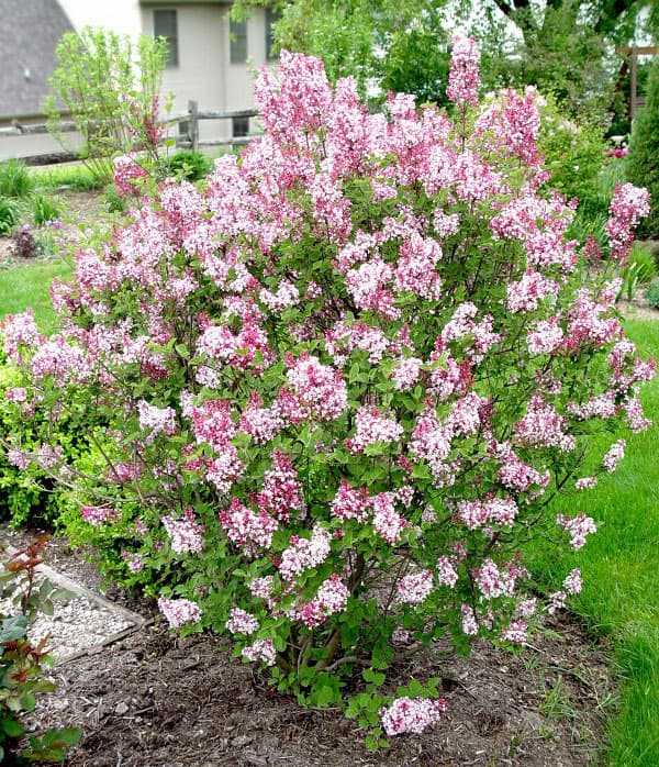 園芸ネット本店｜ヒメライラック（わい性ライラック）：ティンカーベル