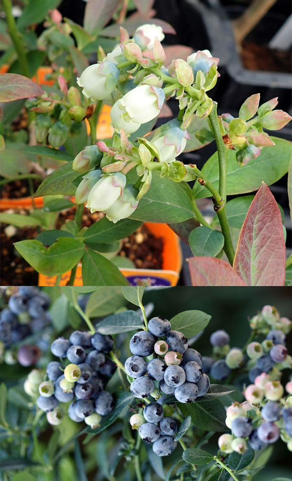 園芸ネット本店｜ブルーベリー：ミスティー3-3.5号ポット の通販【公式】