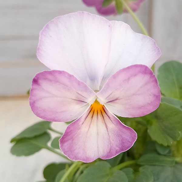 園芸ネット本店｜ビオラ：ビビ ピンクアンティーク3～3.5号ポット8株