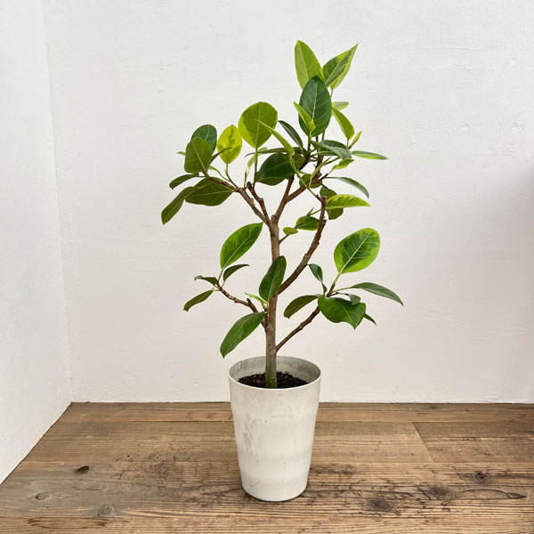 園芸ネット本店｜フィカス：アルテシマ 7号鉢植え ストレート の通販