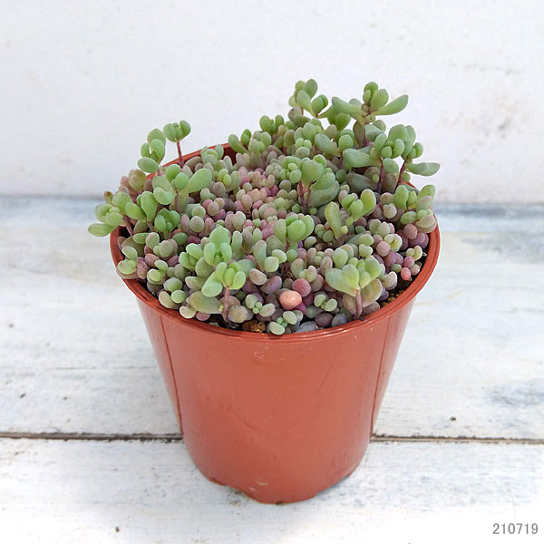 園芸ネット本店｜セダム： パープルヘイズ 2号ポット 3株セット の通販