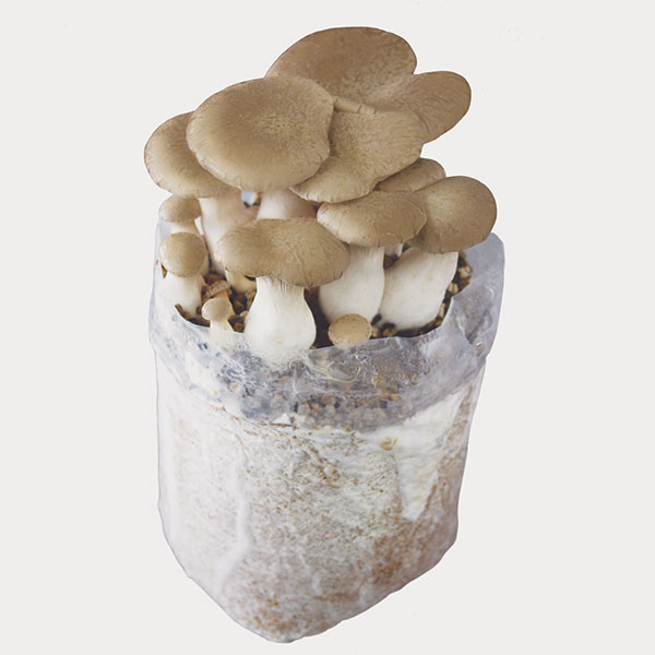 園芸ネット本店｜きのこ栽培セット：でるまっしゅ 6品種セット の通販