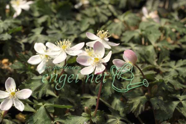 園芸ネット本店｜ニリンソウ：箱根二輪草2.5～3号ポット の通販【公式】