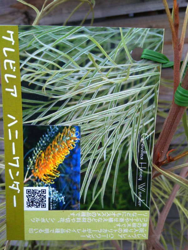 園芸ネット本店｜グレビレア：ハニーワンダー 7号鉢植え の通販【公式】