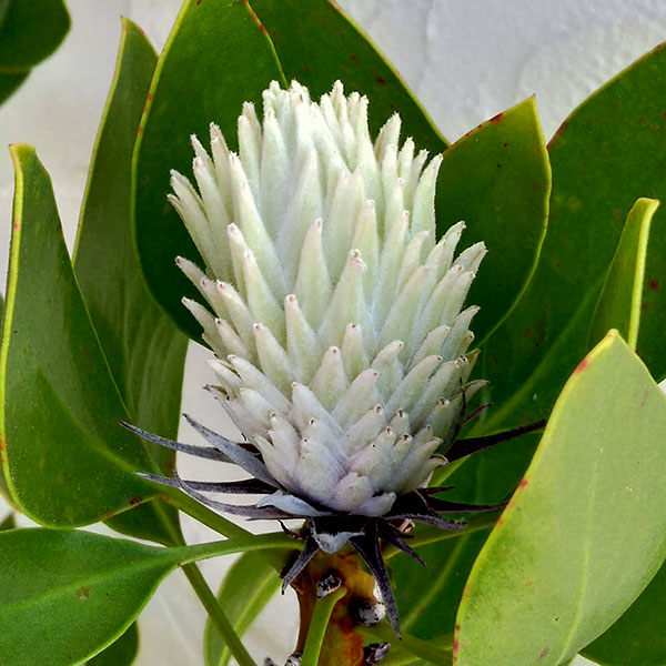 園芸ネット本店｜プロテア：キングホワイト（19-01）10号鉢 の通販【公式】