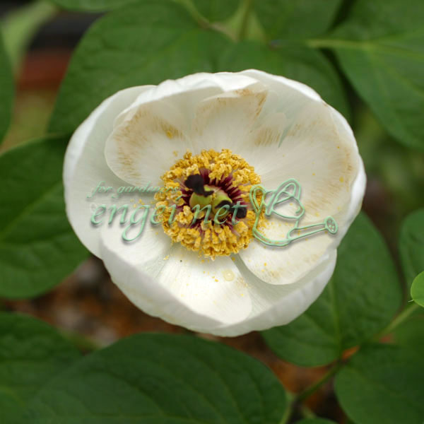 園芸ネット本店｜ヤマシャクヤク（山芍薬）：白花3-3.5号ポット の通販