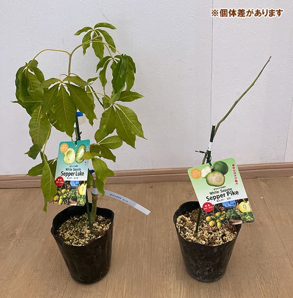 園芸ネット本店｜[26年4月下旬予約]ホワイトサポテ：セッパールーク5号