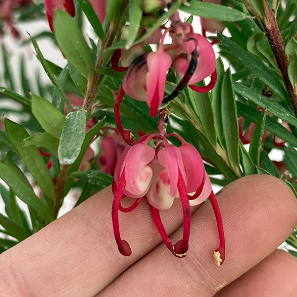 園芸ネット本店｜グレビレア：ジョンエバンス7号ポット植え* の通販