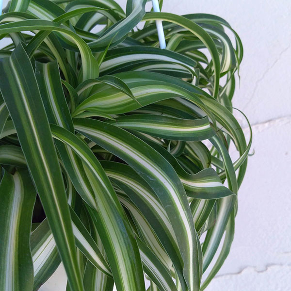 園芸ネット本店｜オリヅルラン：ボニー5号吊鉢 の通販【公式】