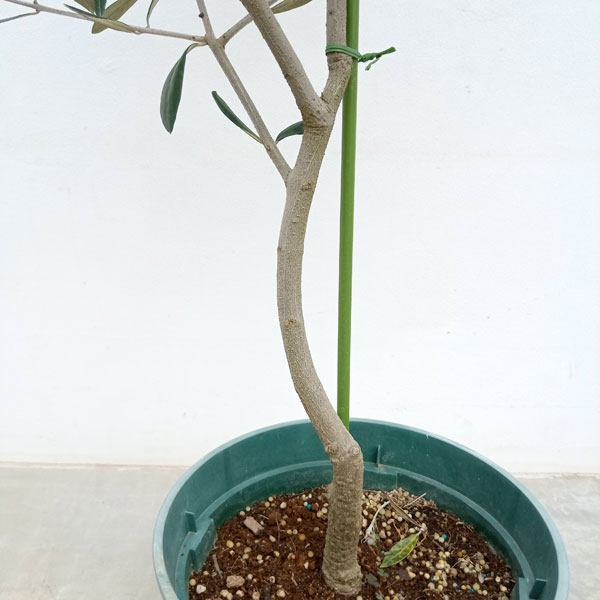 園芸ネット本店｜オリーブ：ミッション 8号鉢植え* の通販【公式】