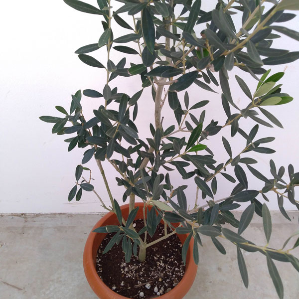 園芸ネット本店｜[ギフトに]オリーブ チプレッシーノ 8号鉢植え 鉢