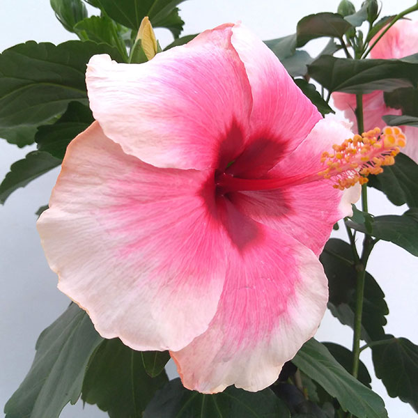 園芸ネット本店｜ハイビスカス（ニューロングライフ）：グレイス3